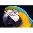 thumbnail image 1 of Posterazzi DPI1788900LARGE Parrot Poster Print by Natural Selection Ralph Curtin, 36 x 24 - Large, 1 of 1