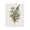 Butterfly Grove Ferns, variant on Stupell Industries Scandinavian Bumble Bee & Flower Canvas Art, 16 x 20, by House Fenway