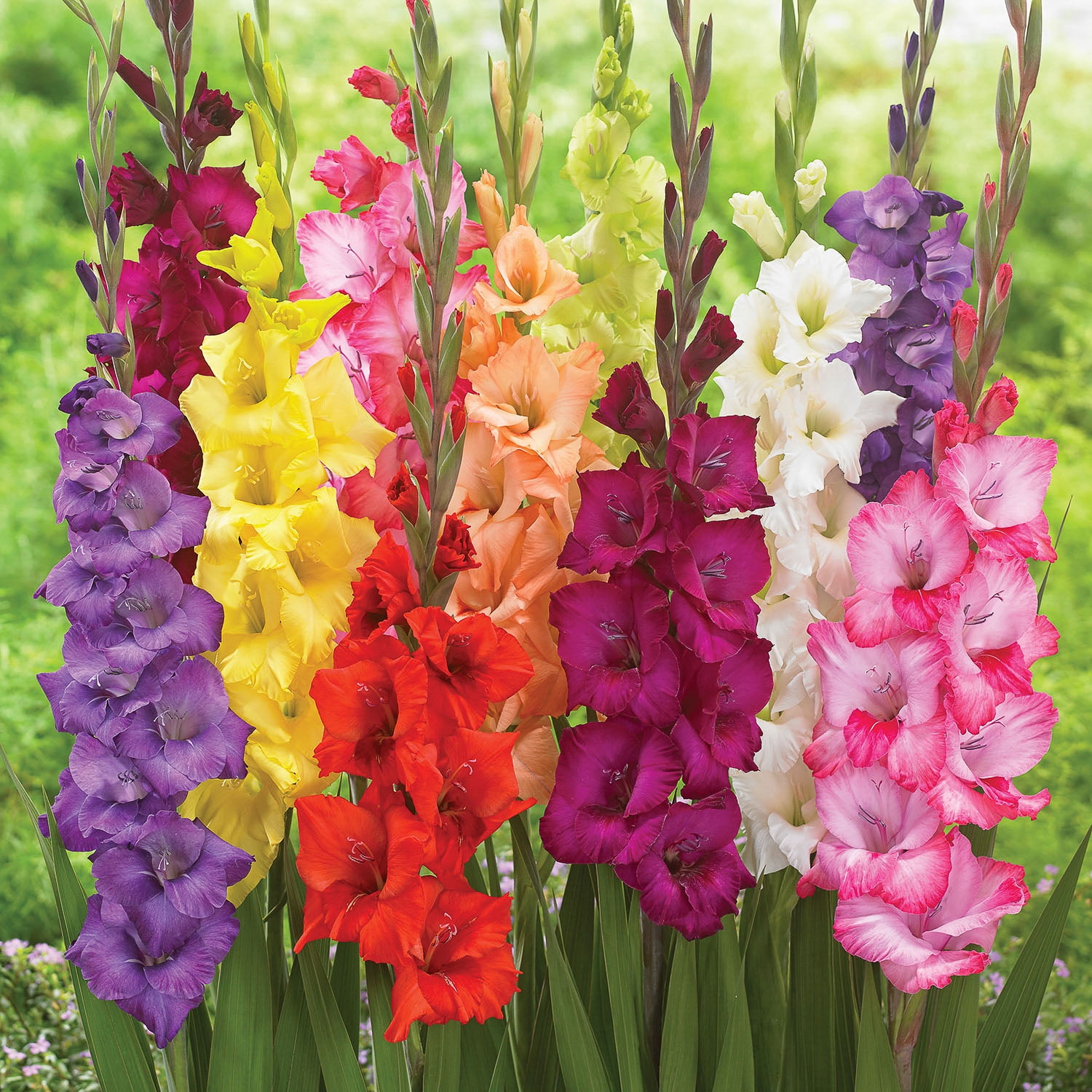 Expert Gardener Gladiolus Mix Set Of 8 Dormant Bulbs Multi-Color Annual