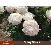10  Rare Seeds| "Nick Shaylor Peony " Seeds #B024 [BUY 3 GET 1 FREE]