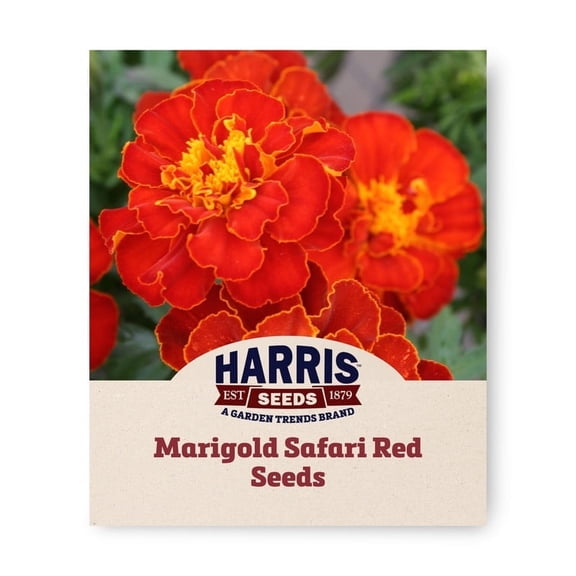 Harris Seeds - Marigold Safari Red Seeds - 500 Seeds
