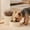 Beige, variant on Cat Food Dispenser, Timer Bowl for Small Dogs and Kittens