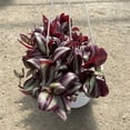 thumbnail image 4 of Tradescantia Zebrina Plant Live for Planting, Purple Wandering Jew Live Plant 2 Inch Pot, Tradescantia Live Plant, 4 of 8
