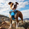 thumbnail image 3 of HAHDAXIA Neoprene Padded Dog Collar for Extra Large Dogs, 11 Colors, Reflective Wide Pet Collars with Durable Metal Belt Buckle, Adjustable Heavy Duty Nylon Dog Collar, Sky Blue, 3 of 6