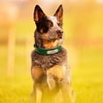 thumbnail image 6 of Pet Artist Soft Genuine Leather Personalized Dog Collar Customized Name Engraved Adjustable, 6 of 8