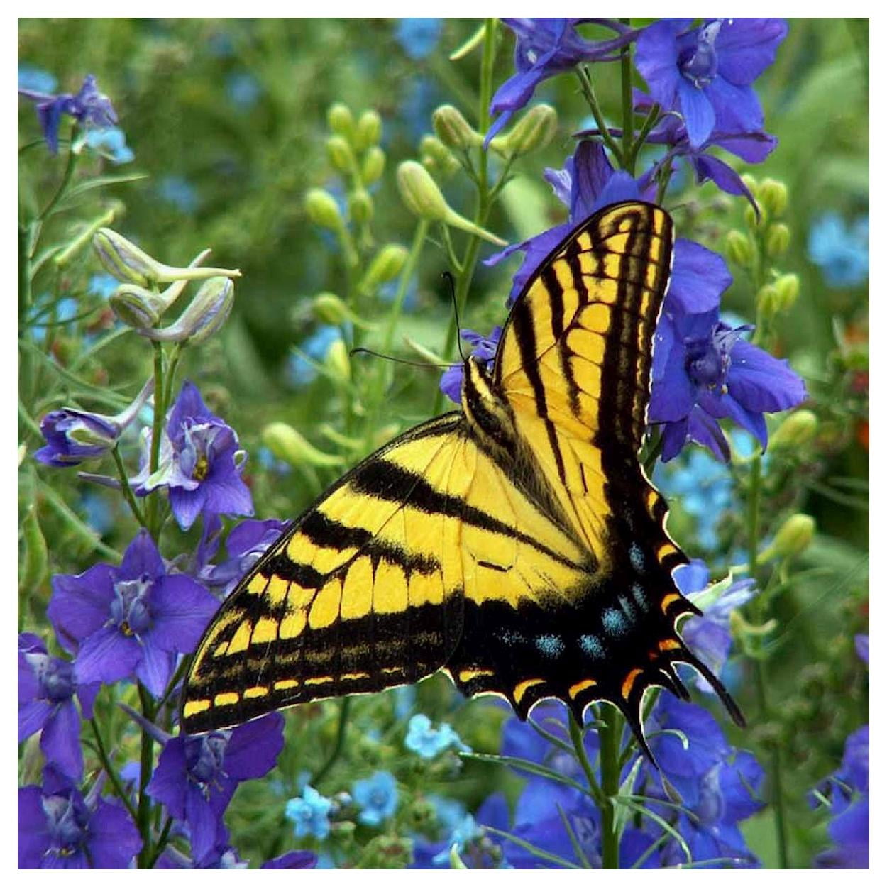 Everwilde Farms - 1 lb Imperial Mixed Rocket Larkspur Garden Flower Seeds - Gold Vault Bulk Seed Packet
