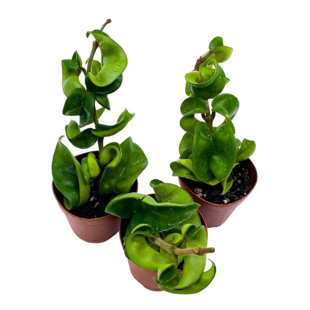 Hoya Green Hindu Rope 2 inch Set of 3 Crinkle Wax Plant Porcelain Flower Tiny Mini Pixie Plants