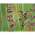 thumbnail image 3 of Fitzharris, Tim 14x12 Black Modern Framed Museum Art Print Titled - Broad Tailed Hummingbirds, 3 of 5