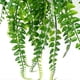 thumbnail image 3 of 2026 2 pcs Artificial Hanging Ferns Plants Vine Fake Ivy Boston Fern Hanging Plant Outdoor UV Resistant Plastic Plants (Green), 3 of 5