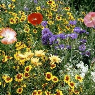 Outsidepride Partial Shade Wildflower Seed Mix - Perennial & Annual Garden  Bloom, 1 LB - Walmart.com