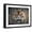 Black Frame, variant on Art.com Bengal Tiger Giclee Print by Jai Johnson, 16" x 12"
