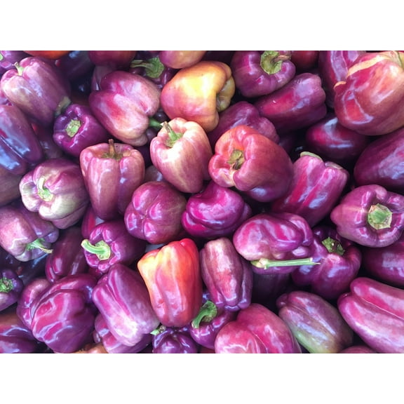 100 Seeds LILAC BELL PEPPER Capsicum Annuum Sweet Mild Purple Vegetable Seeds