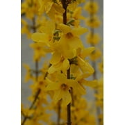 Lynwood Gold Forsythia