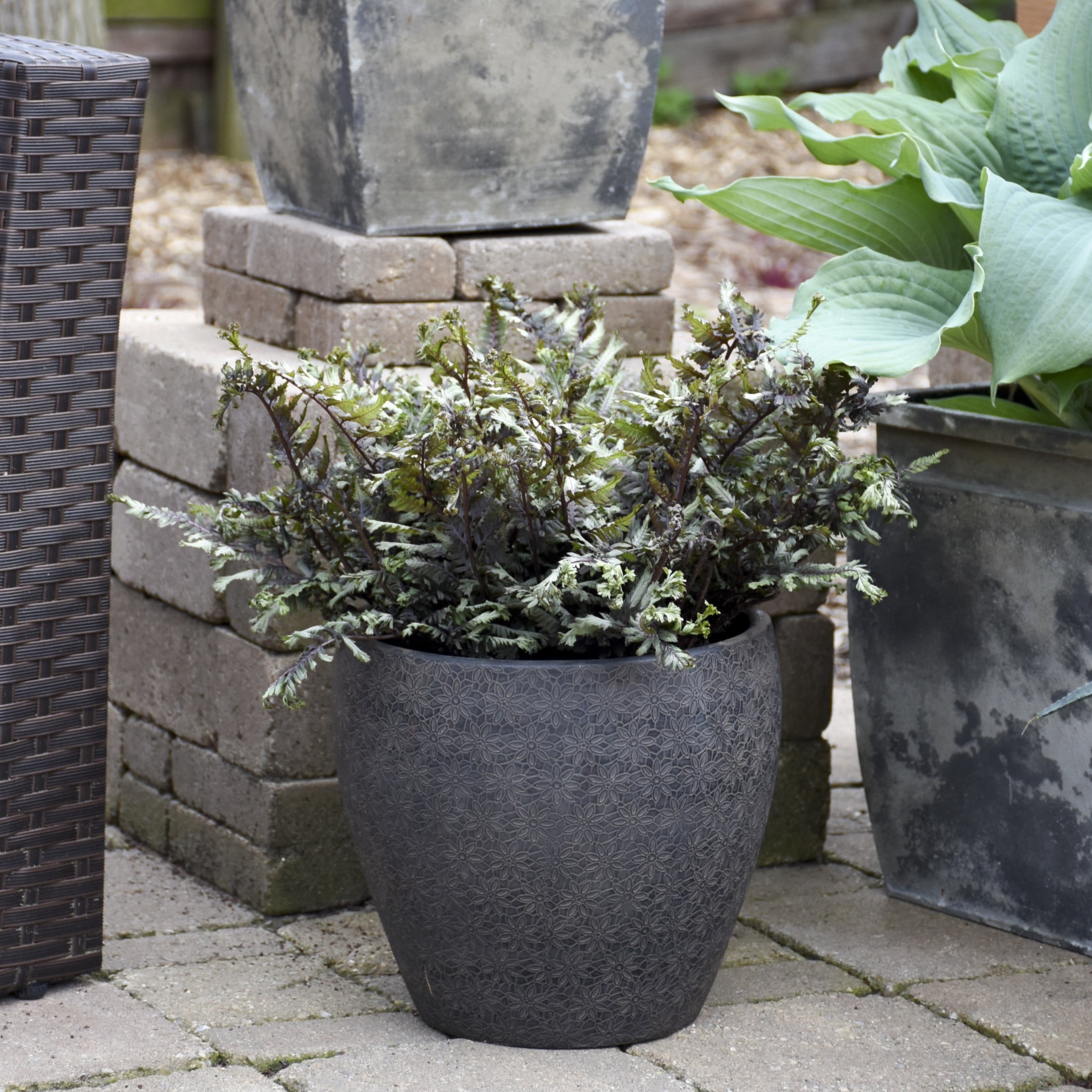 Proven Winners 6" Crested Surf Crested Japanese Painted Fern Live Plant in 7.5" Pot