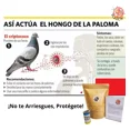 thumbnail image 4 of Veneno Para Palomas Rapidísimo 1kg, 4 of 8