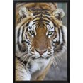thumbnail image 2 of Intense Portrait of a Bengal Tiger, Framed Art Print Wall Art by Karine Aigner Sold by Art.Com, 2 of 5
