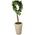thumbnail image 2 of Modern Home 13" Real Preserved Boxwood Monogram Letters w/Terra Cotta Pot - D, 2 of 6