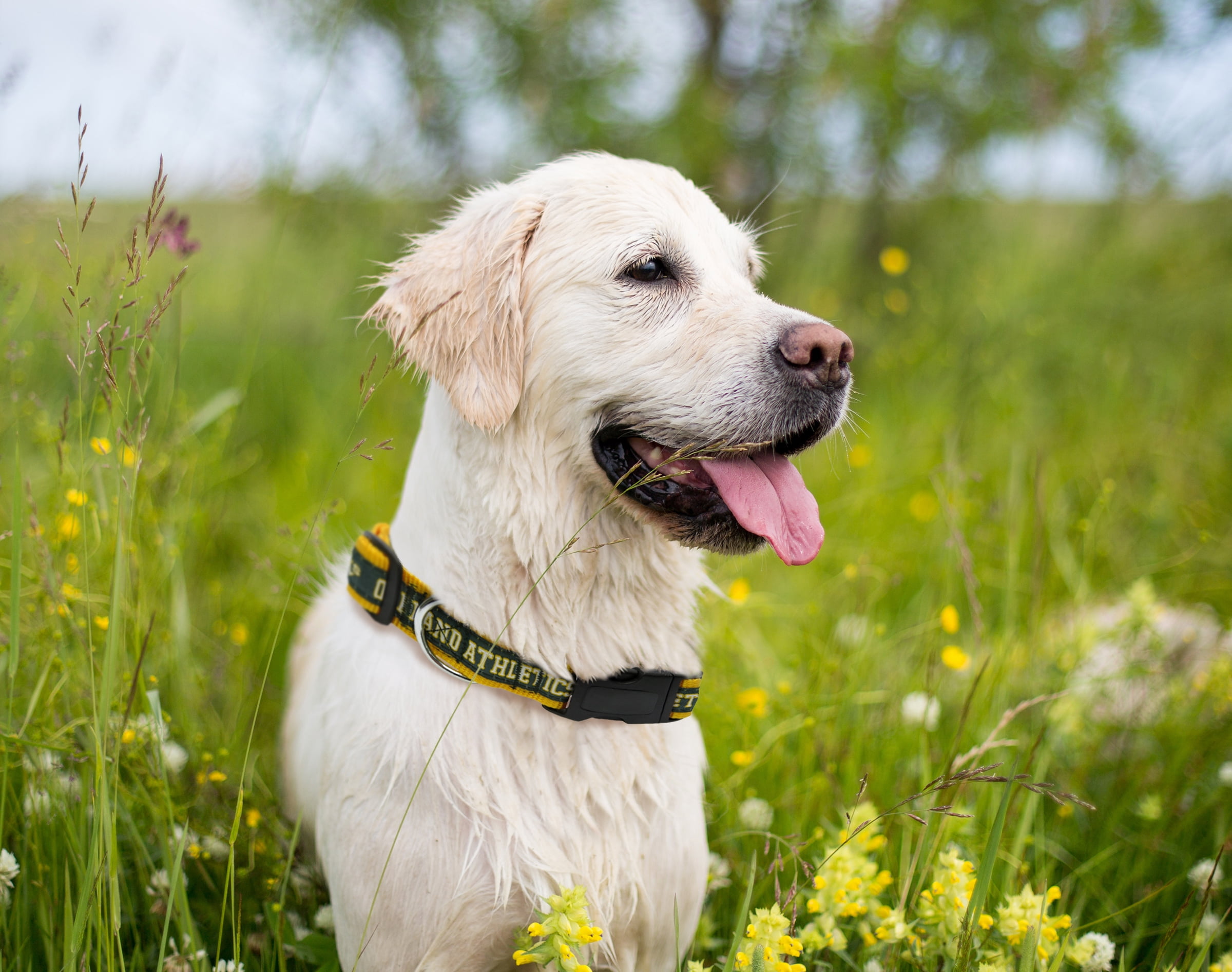 Pets First MLB Oakland Athletics Dogs and Cats Collar - Heavy-Duty, Durable & Adjustable - Large
