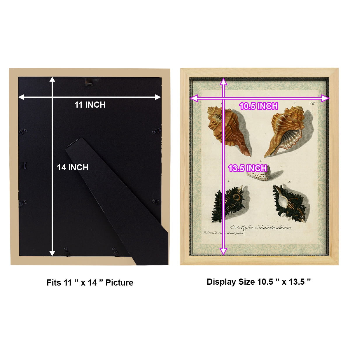 Bookplate Shells I - Framed Print w/glass - Natural Wood