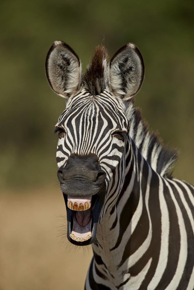 plains zebra plains zebra