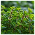 thumbnail image 3 of Everwilde Farms - 1 oz Sweet Marjoram Herb Seeds - Gold Vault Bulk Seed Packet, 3 of 3