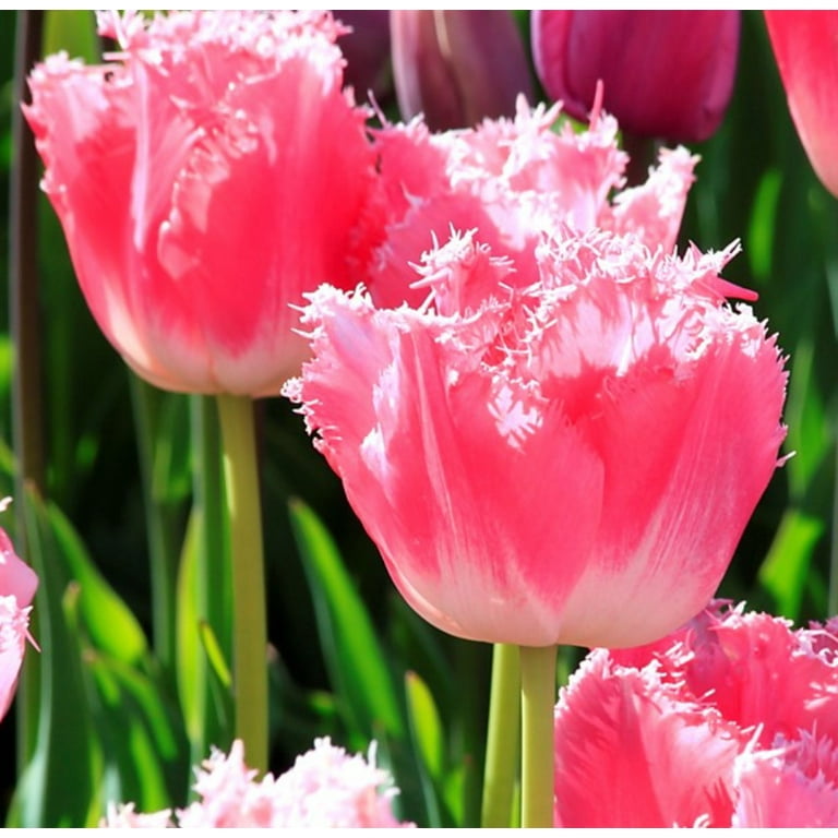 Fancy Frills Tulip 8 Bulbs - Ivory White/Rose Pink - 12/+ cm Bulbs 