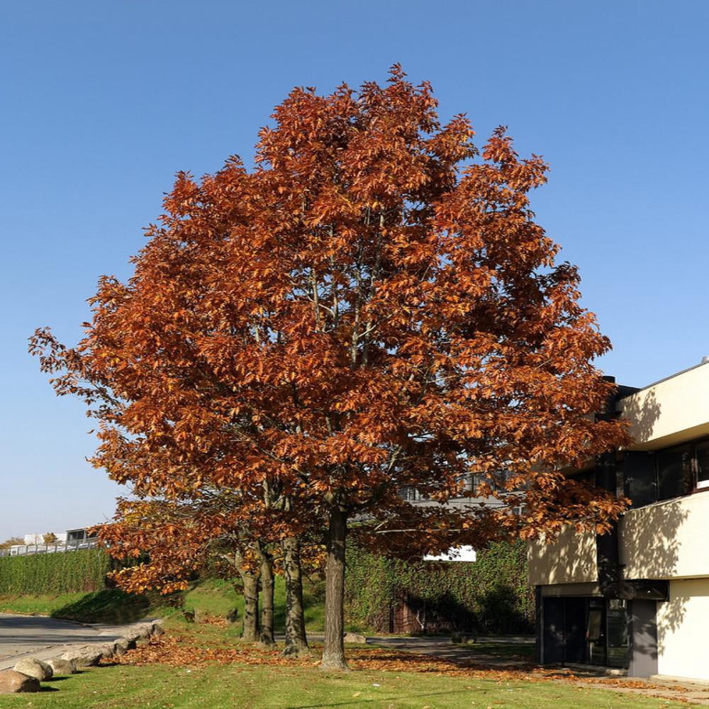 Expert Gardener 2-3 ft. tall Northern Red Oak Live Tree in 5-Gallon Grower Pot