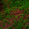 thumbnail image 3 of Artificial Turf Fake Moss Turf Craft Ornament Garden Yard DIY Moss Turf Decoration, 3 of 9