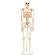 Juvale 33.5" Human Skeleton Model Medical Anatomical with Standing Bar for Anatomy Teaching