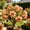 d, variant on Desert Rose-Easy Grow-Low Maintenance-Ideal for Beds Borders,Plant Pots & Planters