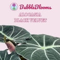 thumbnail image 2 of Alocasia Black Velvet, Jewel Alocasia in a 4 inch Pot, Healthy, 2 of 8