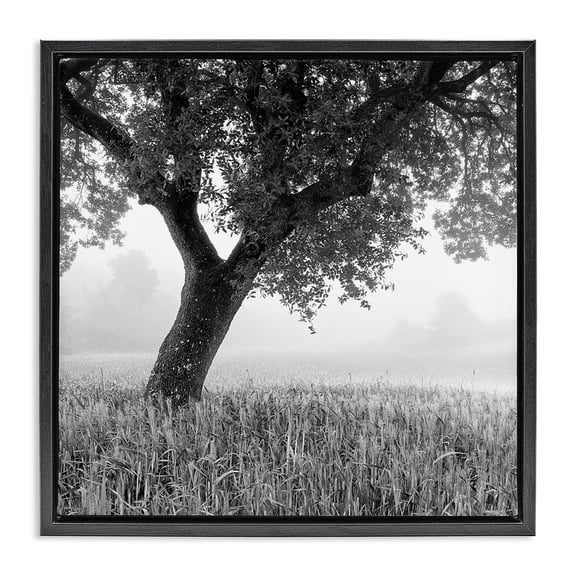 Stupell Industries Traditional Tuscan Morning Oak in Mist Black Floating Frame Canvas Art, 18 x 18, by Chip Forelli