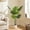 White (Upgraded Pot), variant on Easy4Home 5.3FT Artificial Plant Fake Tropical Potted Tree Indoor Faux Floor Plant for Home Office Decor