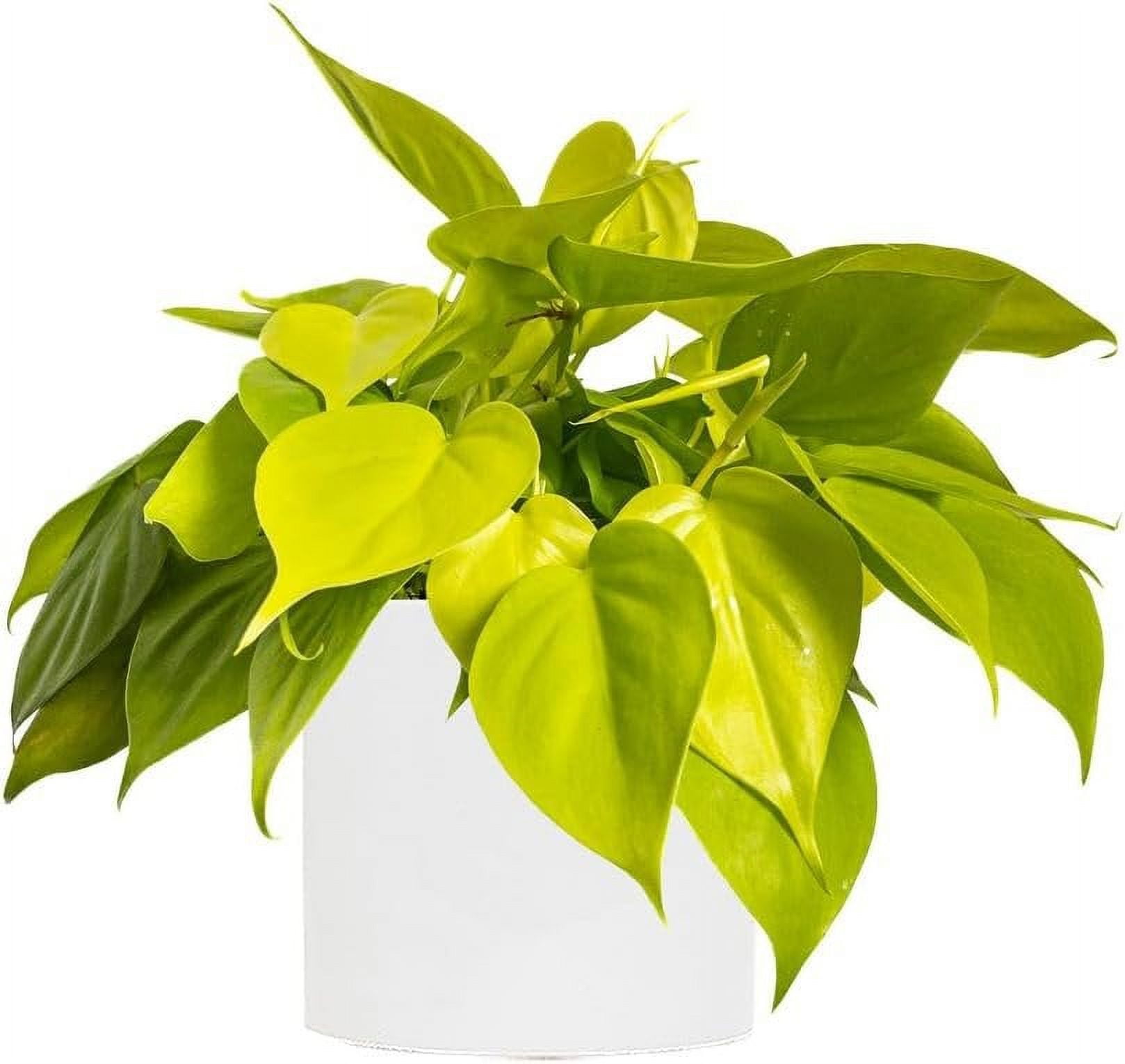 Lemon Philodendron - Live Plant in a 4 Inch Pot - Philodendron Erubescens - Extremely Rare and Beautiful Indoor Houseplant - A Rare Tropical Masterpiece