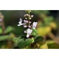 thumbnail image 3 of Zen Buddha Swedish Ivy - Plectranthus ernstii - 2.5" Pot - House Plant or Bonsai, 3 of 4