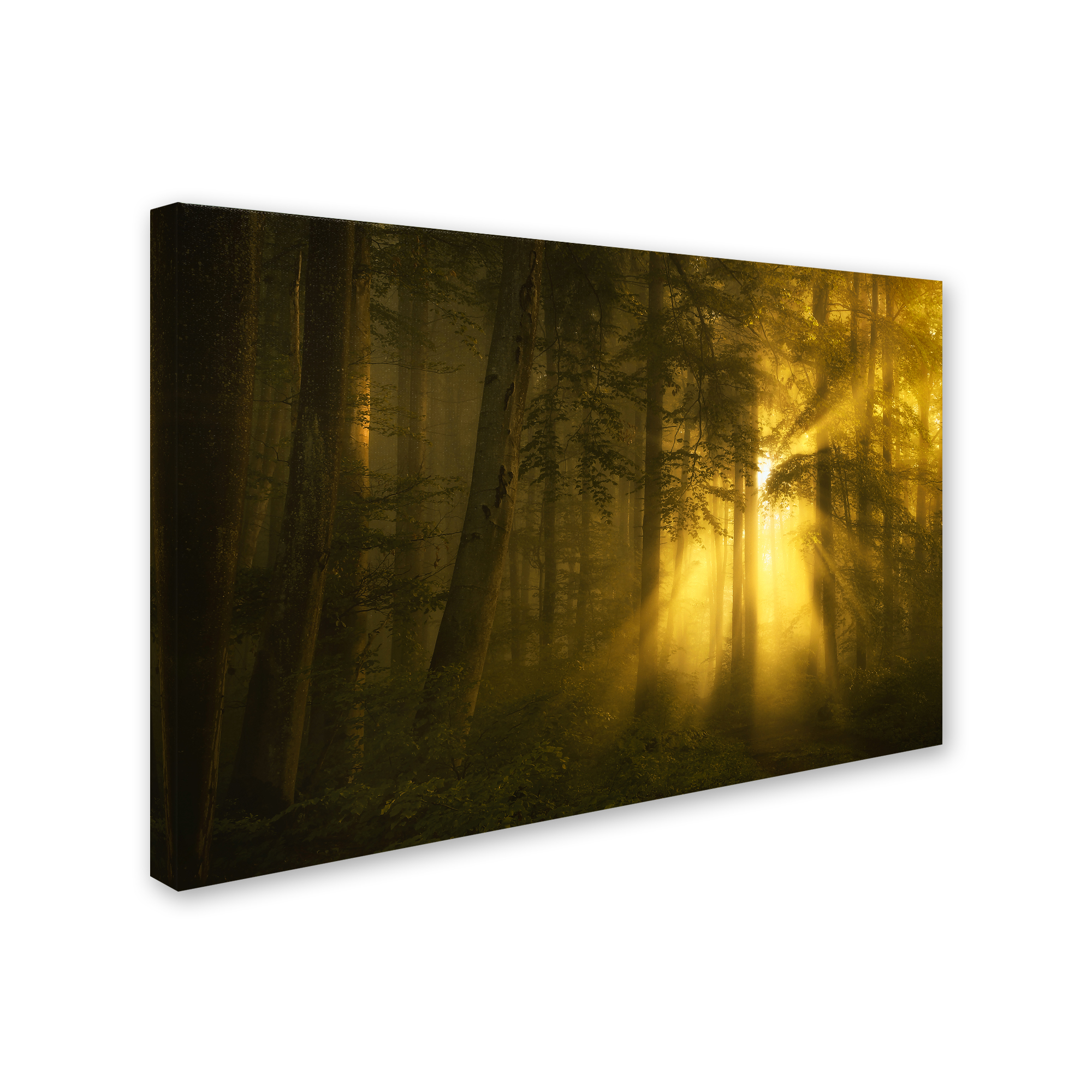 Norbert Maier 'Yellow' Canvas Art