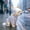 Yellow, variant on 4-Leg Waterproof Raincoat for Dogs, Full-Coverage Hooded Pet Jacket with Reflective Strips, Breathable and Foldable Outdoor Apparel for Rainy and Snowy Weather, Suitable for Small to Medium Pets