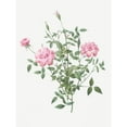 thumbnail image 3 of Redoute, Pierre Joseph 19x24 Black Modern Framed Museum Art Print Titled - Double Miniature Rose, Dwarf Rosebush, Rosa indica pumila, 3 of 5