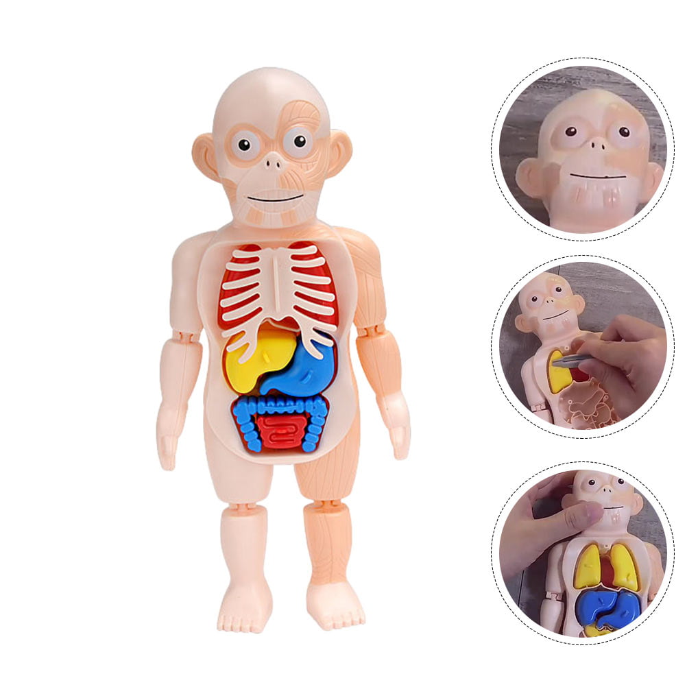 Kids Educational Foam Puzzle Body Parts Anatomy Digestive Child Learning Toy