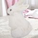 thumbnail image 5 of Nimomo Conejo de Peluche Modelo portátil Mini Conejo de Peluche Realista Animal Realista Pascua Adorno para el hogar Juguete de simulación Modelo Regalo(Blanco), 5 of 5
