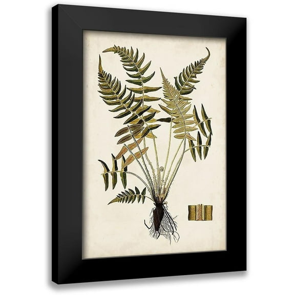 Vision Studio 11x14 Black Modern Framed Museum Art Print Titled - Fern Botanical IV