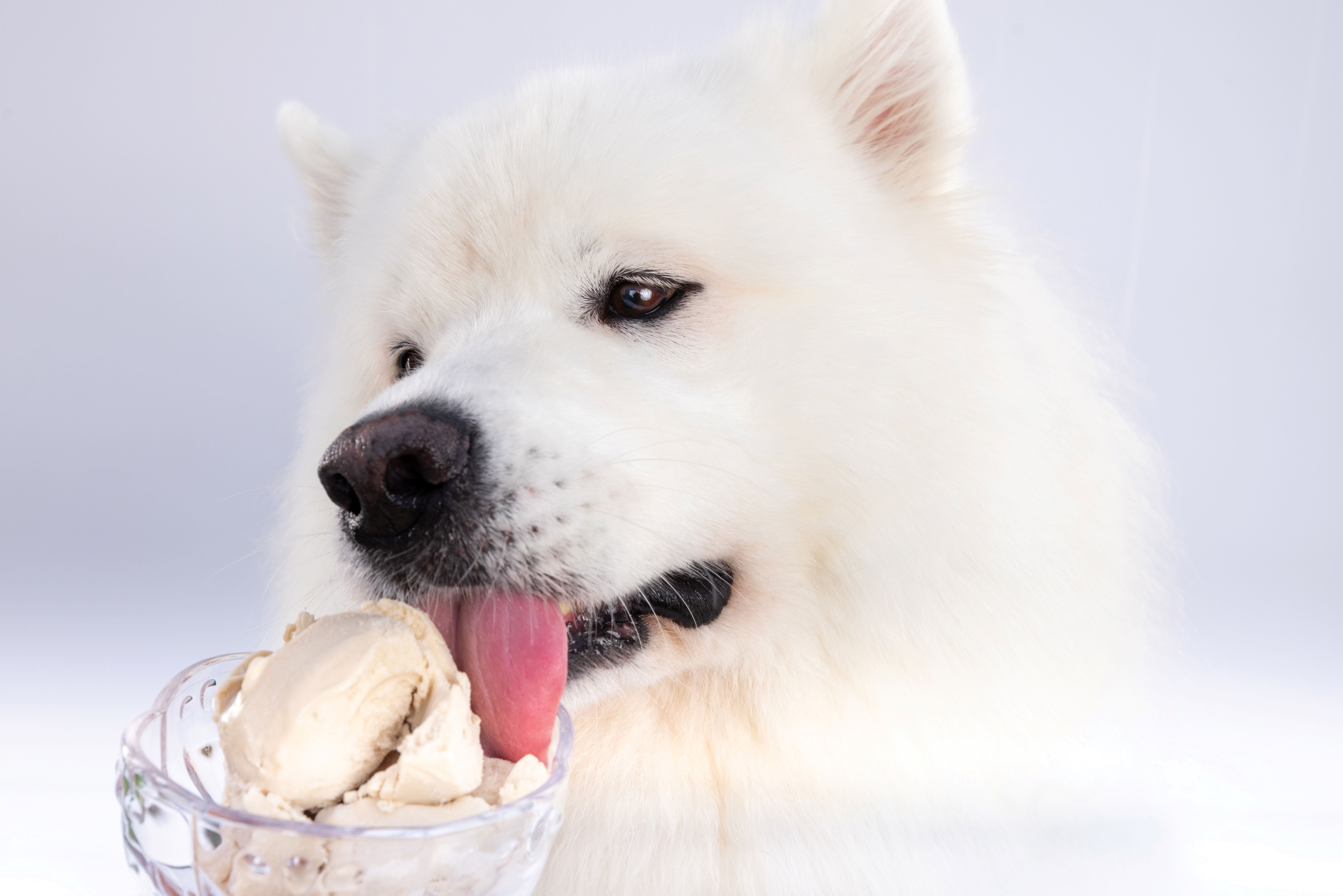 Gosports Pets Pupscream Parlor - Non-slip Frozen Dog Treat & Ice