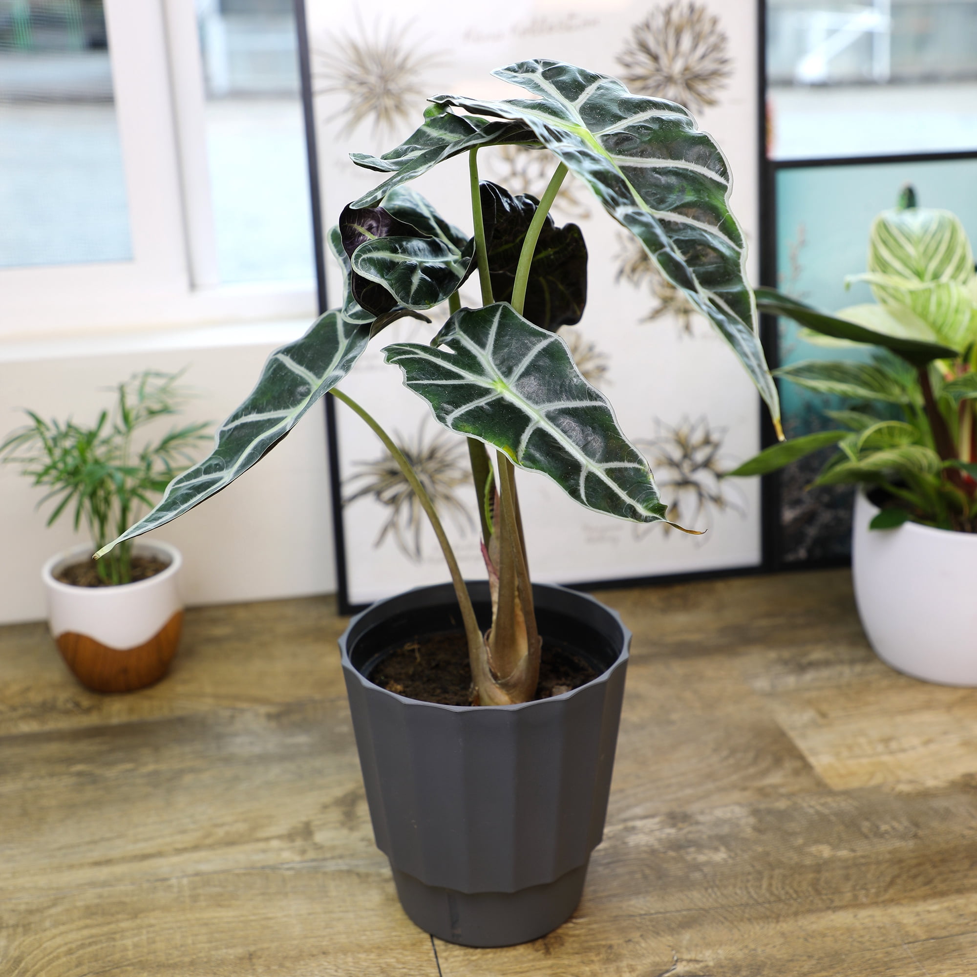 Element by Altman Plants 6in Alocasia Plant in H20 Self Watering Pot