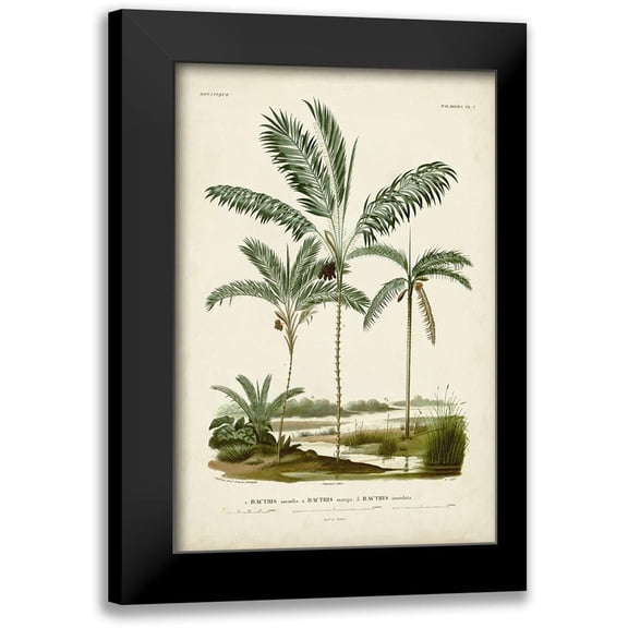 DOrbigny, M. Charles 11x14 Black Modern Framed Museum Art Print Titled - Antique Palm Collection VII