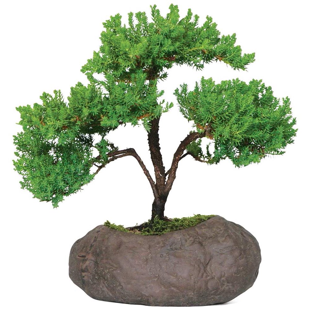 Brussels Bonsai Live Green Mound Juniper Outdoor Bonsai Tree in Rock