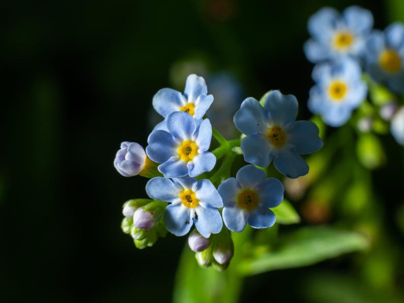 30 Seeds Myosotis scorpioides Water Forget-Me-Not Open-Pollinated Flower Seeds Bee Friendly Attracts Butterflies