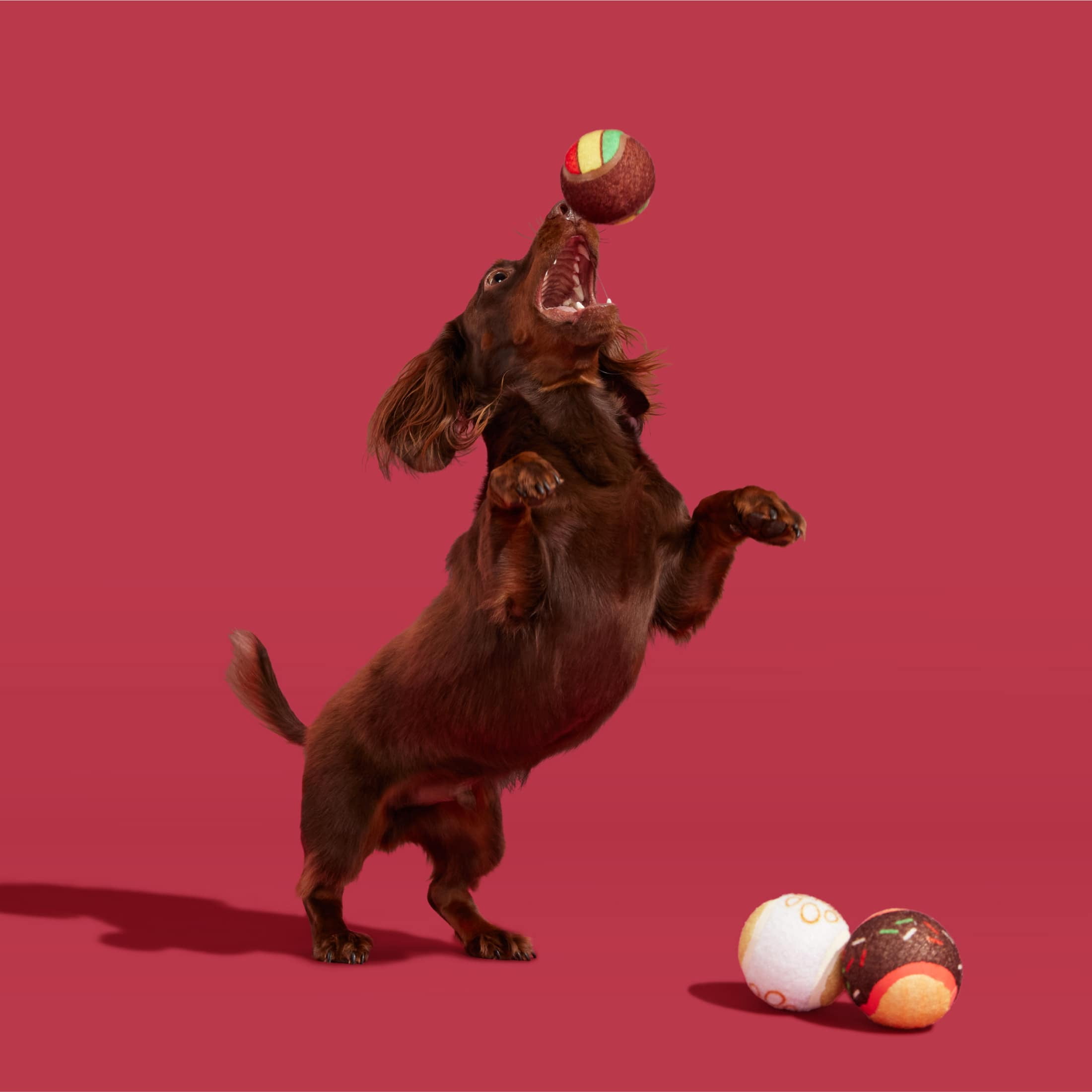 BARK Ballscoti Cookies Multi-Color Italian Cookies Squeaky Tennis Ball Dog Toy