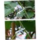 thumbnail image 4 of unbranded 300Ud Vegetable Fixing Buckle Plástico Resistente Para Soporte De Plantas Y, 4 of 8
