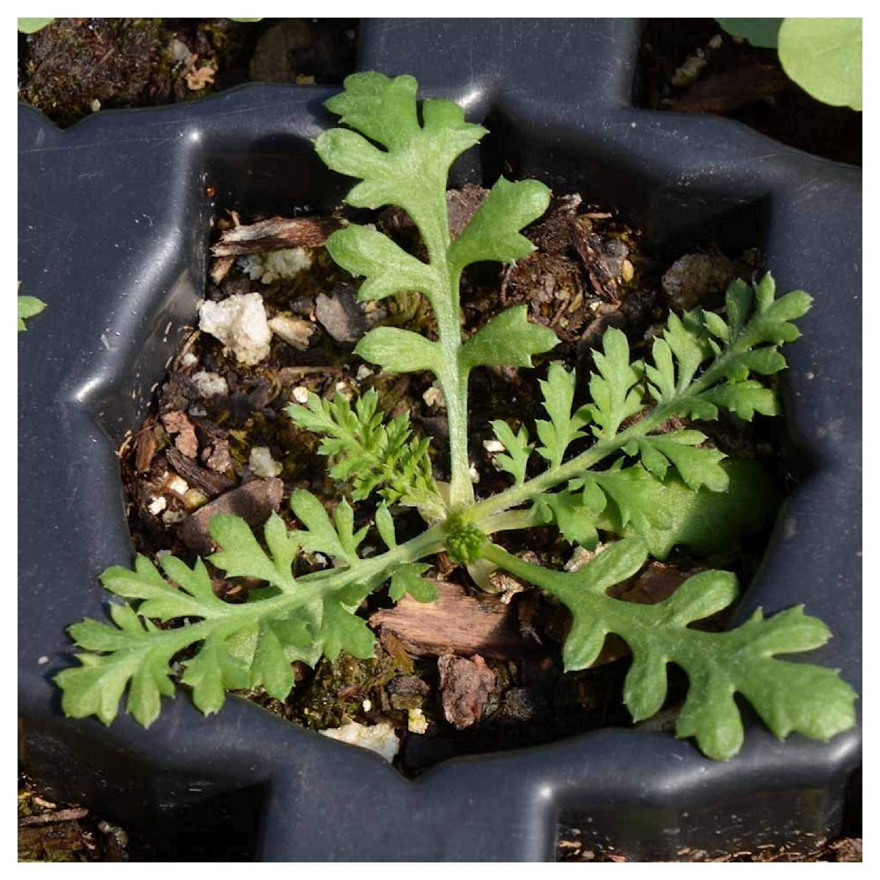 Everwilde Farms - 1 lb White Yarrow Native Wildflower Seeds - Gold Vault Bulk Seed Packet