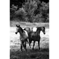 thumbnail image 3 of Hausenflock, Alan 11x14 Black Modern Framed Museum Art Print Titled - The Horses Three I, 3 of 5